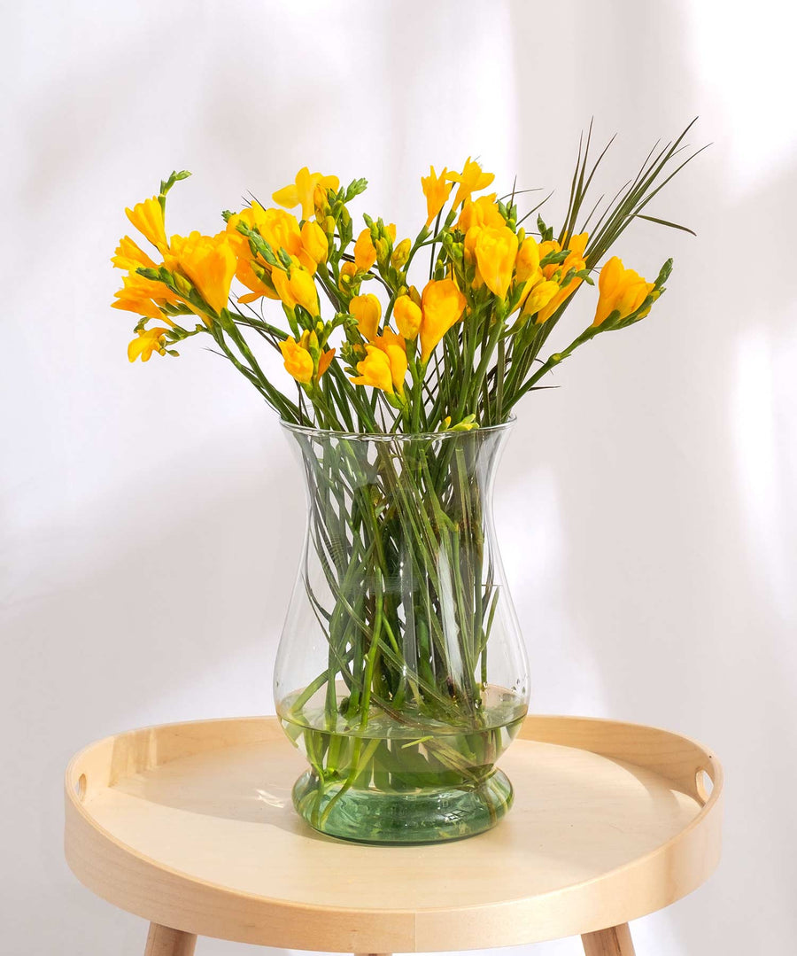 Yellow Guernsey Short Stem Freesia Flowers - Guernsey Flowers by Post