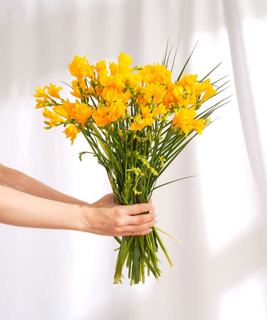 Yellow Guernsey Short Stem Freesia Flowers - Guernsey Flowers by Post