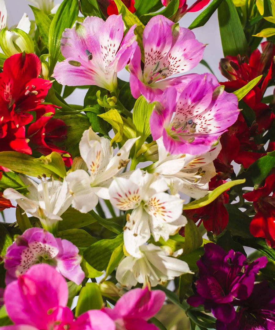 Guernsey Mixed Alstroemeria Flowers - Guernsey Flowers by Post