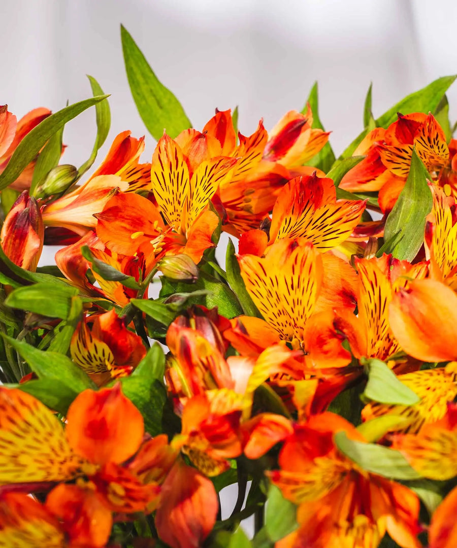 Guernsey Orange Alstroemeria Flowers - Guernsey Flowers by Post