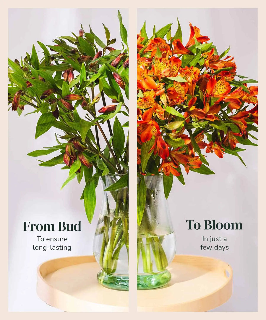 Guernsey Orange Alstroemeria Flowers - Guernsey Flowers by Post