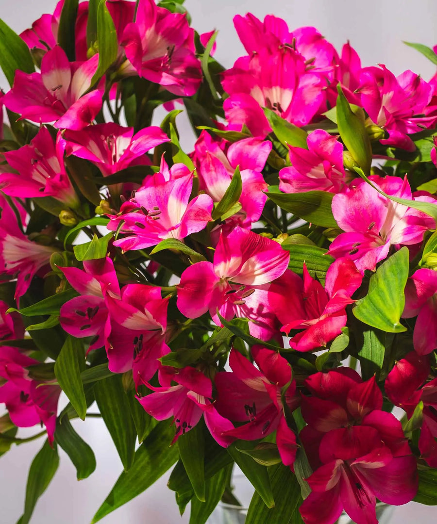 Guernsey Pink Alstroemeria Flowers - Guernsey Flowers by Post