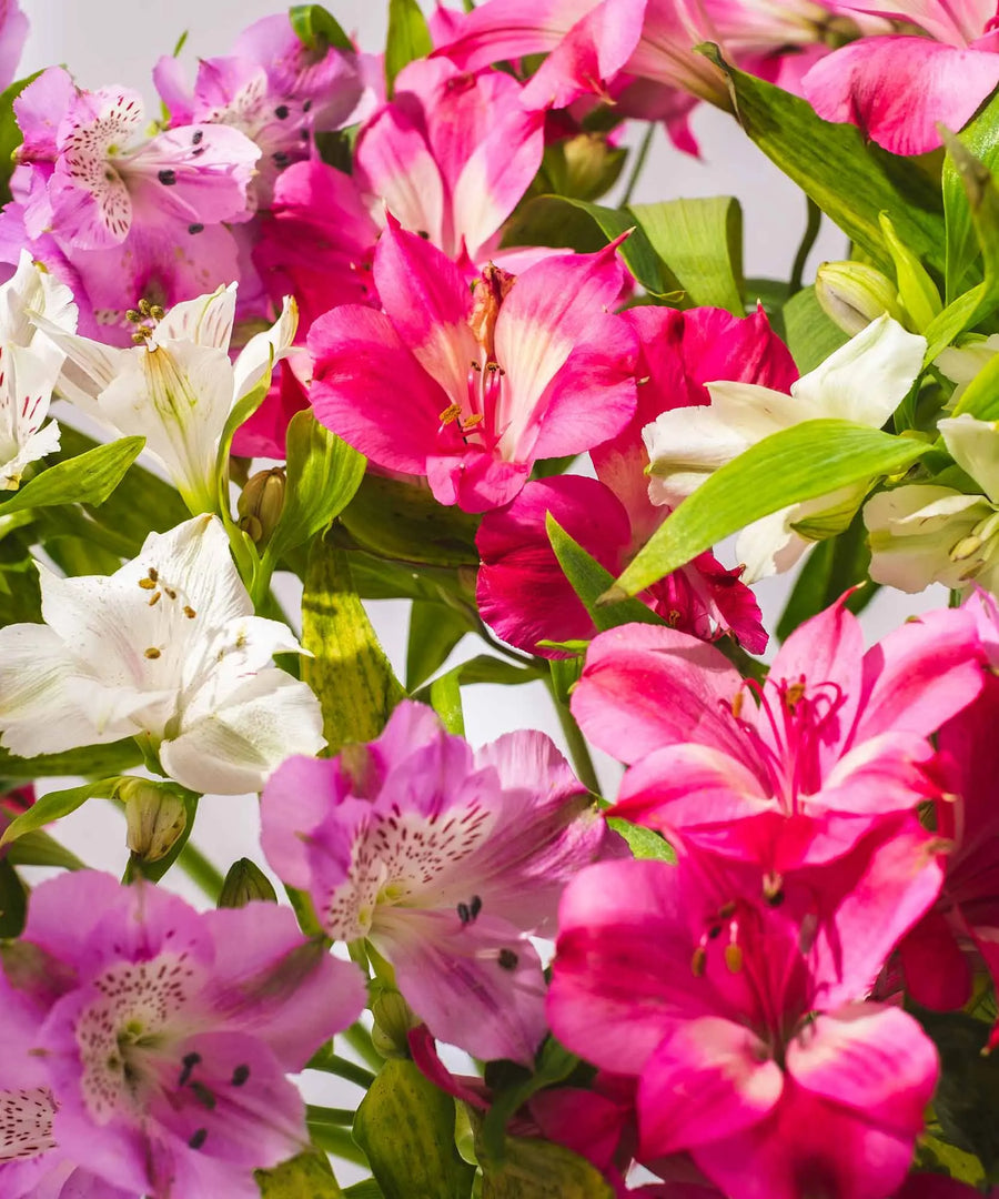 Guernsey Pink, Purple & White Alstroemeria Flowers - Guernsey Flowers by Post