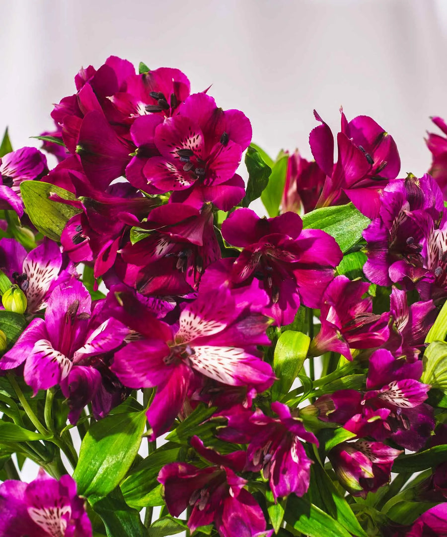 Guernsey Purple Alstroemeria Flowers - Guernsey Flowers by Post