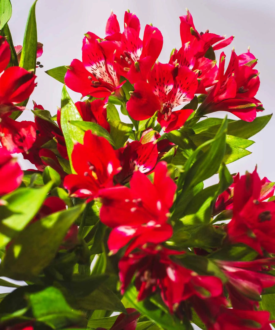 Guernsey Red Alstroemeria Flowers - Guernsey Flowers by Post