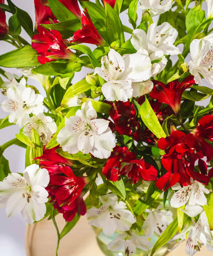 Guernsey Red & White Alstroemeria Flowers - Guernsey Flowers by Post