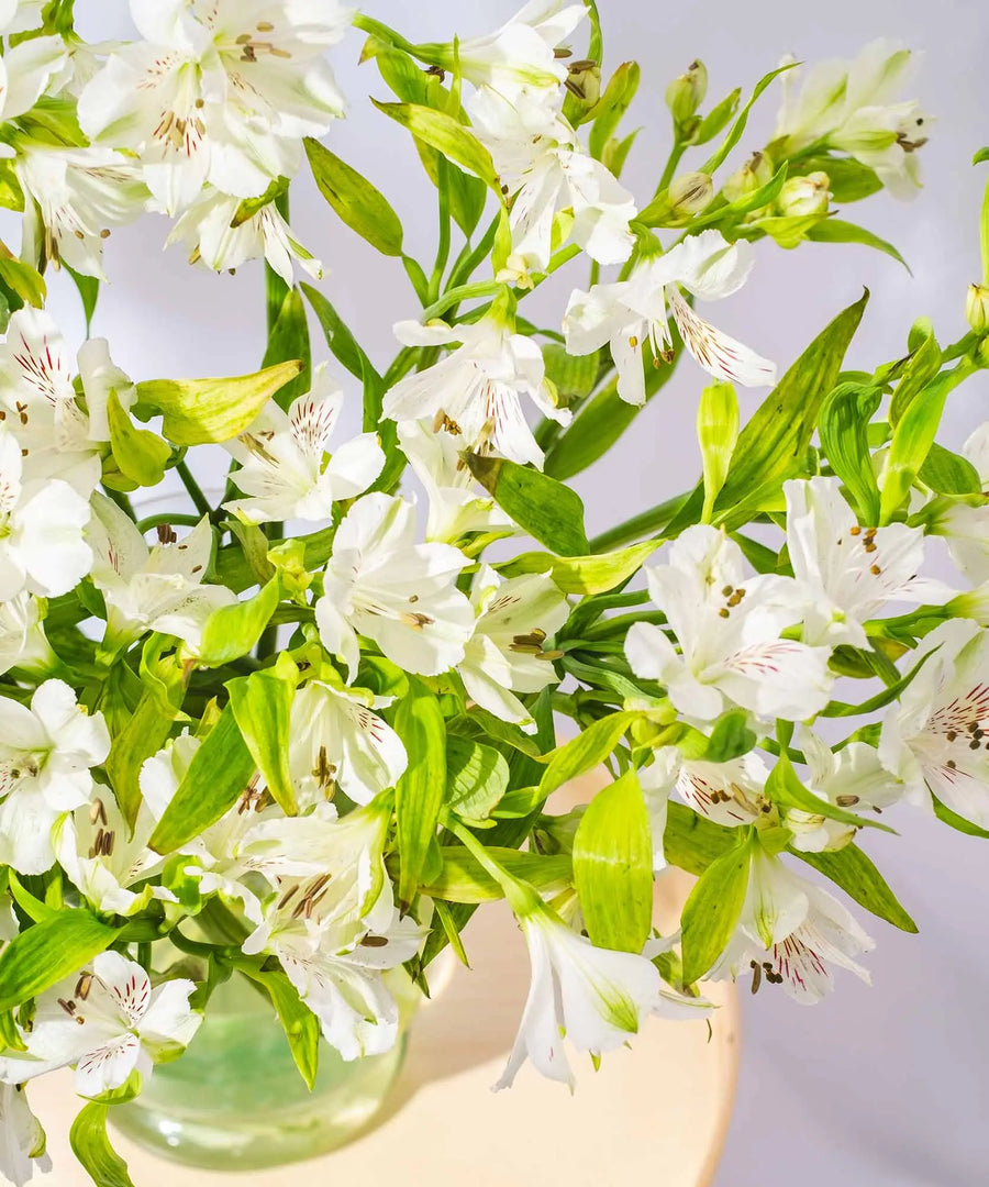 Guernsey White Alstroemeria Flowers - Guernsey Flowers by Post