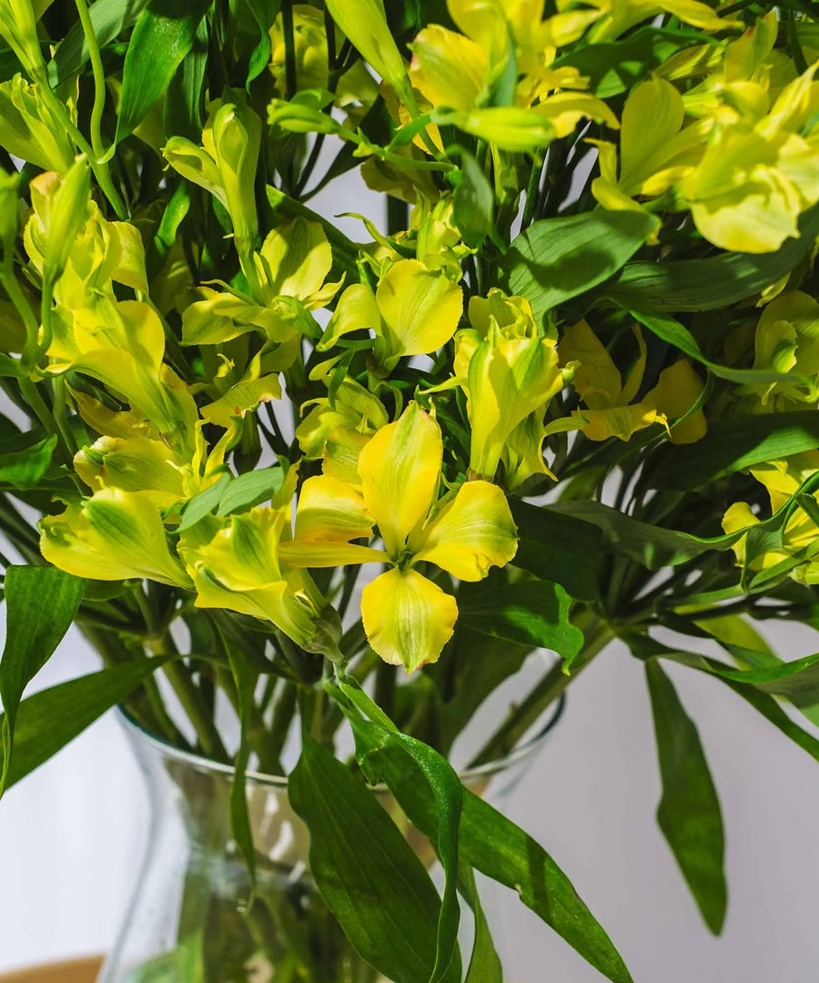 Guernsey Yellow Alstroemeria Flowers - Guernsey Flowers by Post