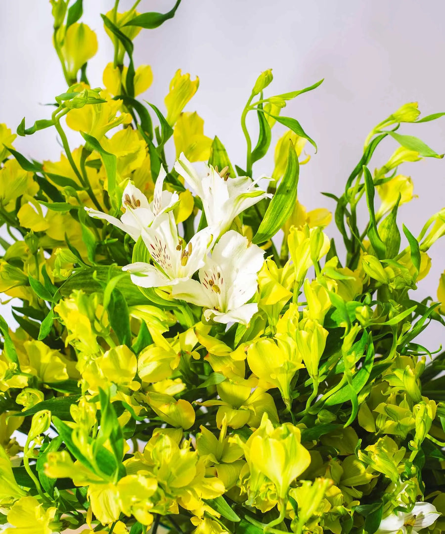 Guernsey Yellow & White Alstroemeria Flowers - Guernsey Flowers by Post