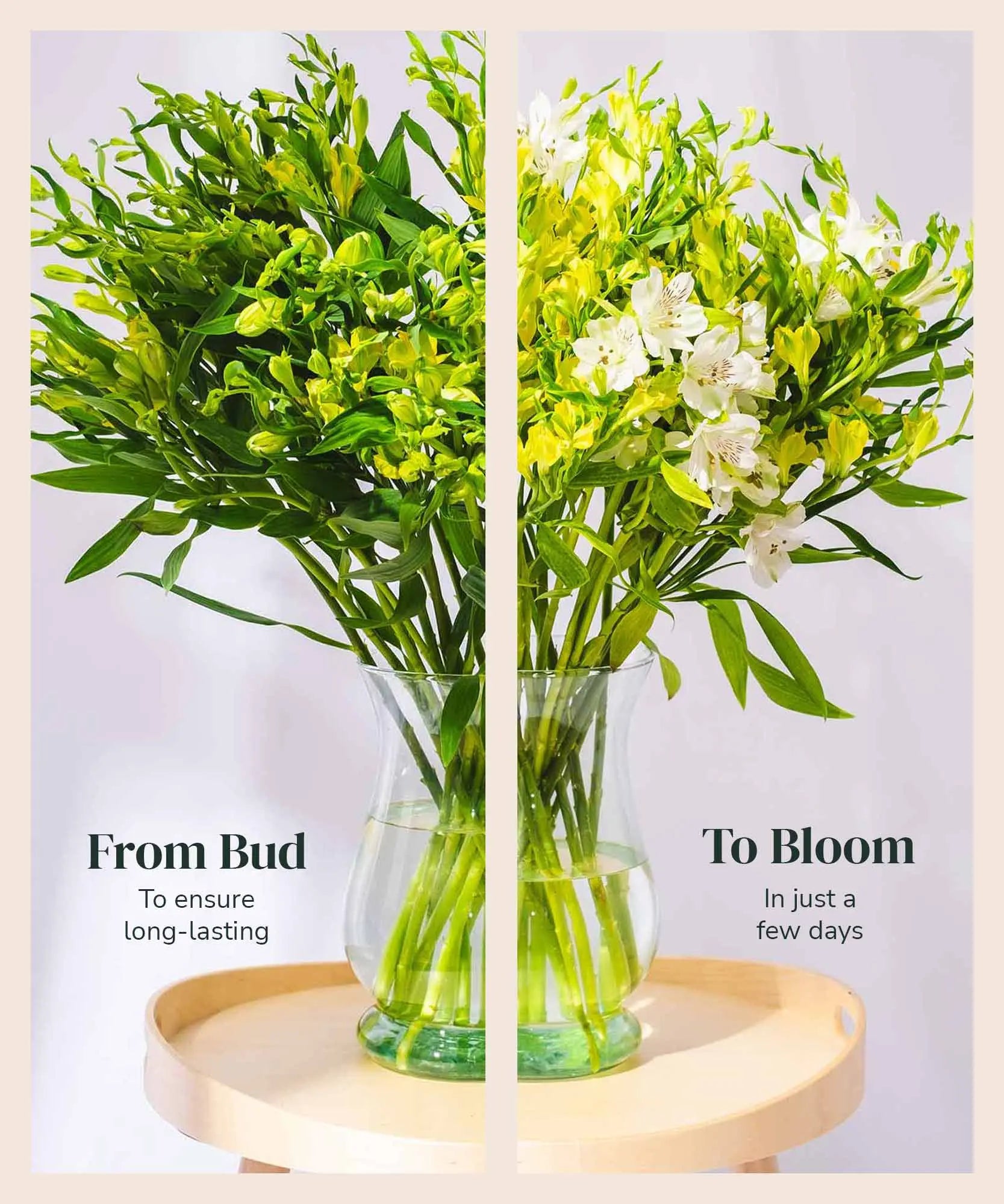 Order beautiful Guernsey Alstroemeria online for UK & London Delivery