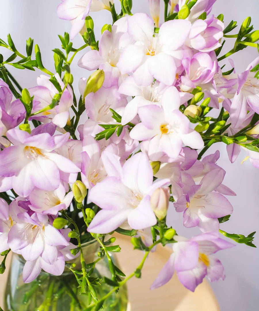 Lilac Guernsey Long Stem Freesia Flowers - Guernsey Flowers by Post