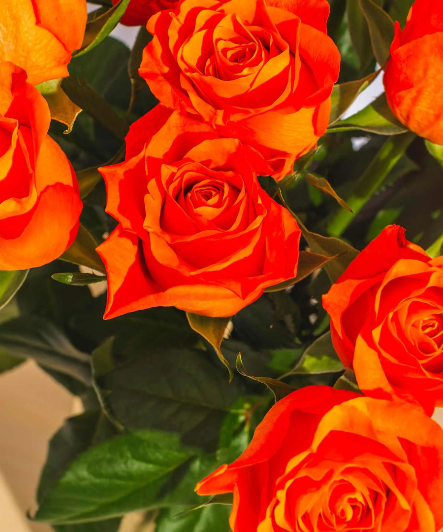 Orange Roses - Guernsey Flowers by Post