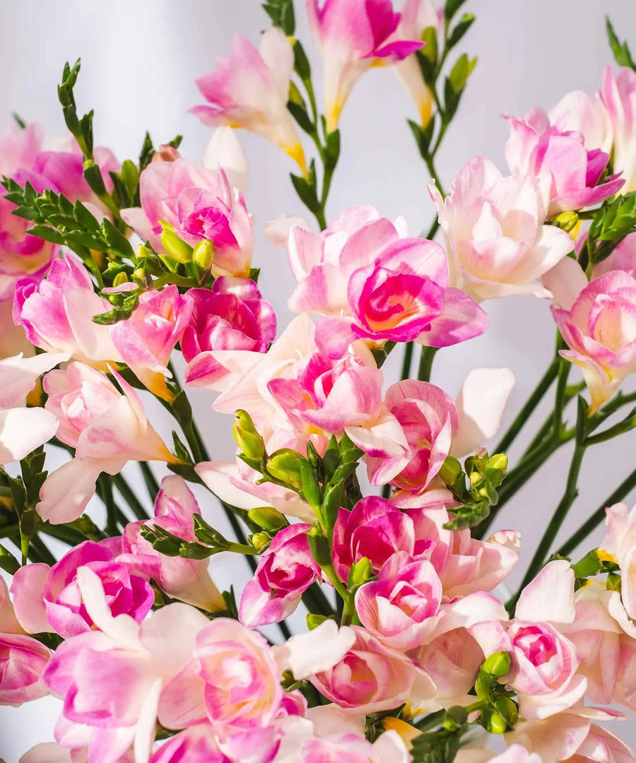 Pink Guernsey Long Stem Freesia Flowers - Guernsey Flowers by Post