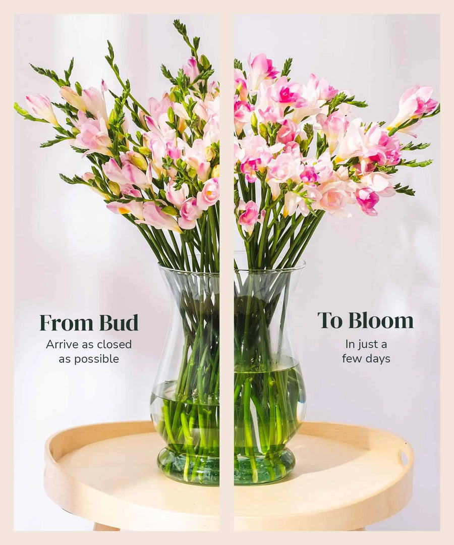 Pink Guernsey Long Stem Freesia Flowers - Guernsey Flowers by Post