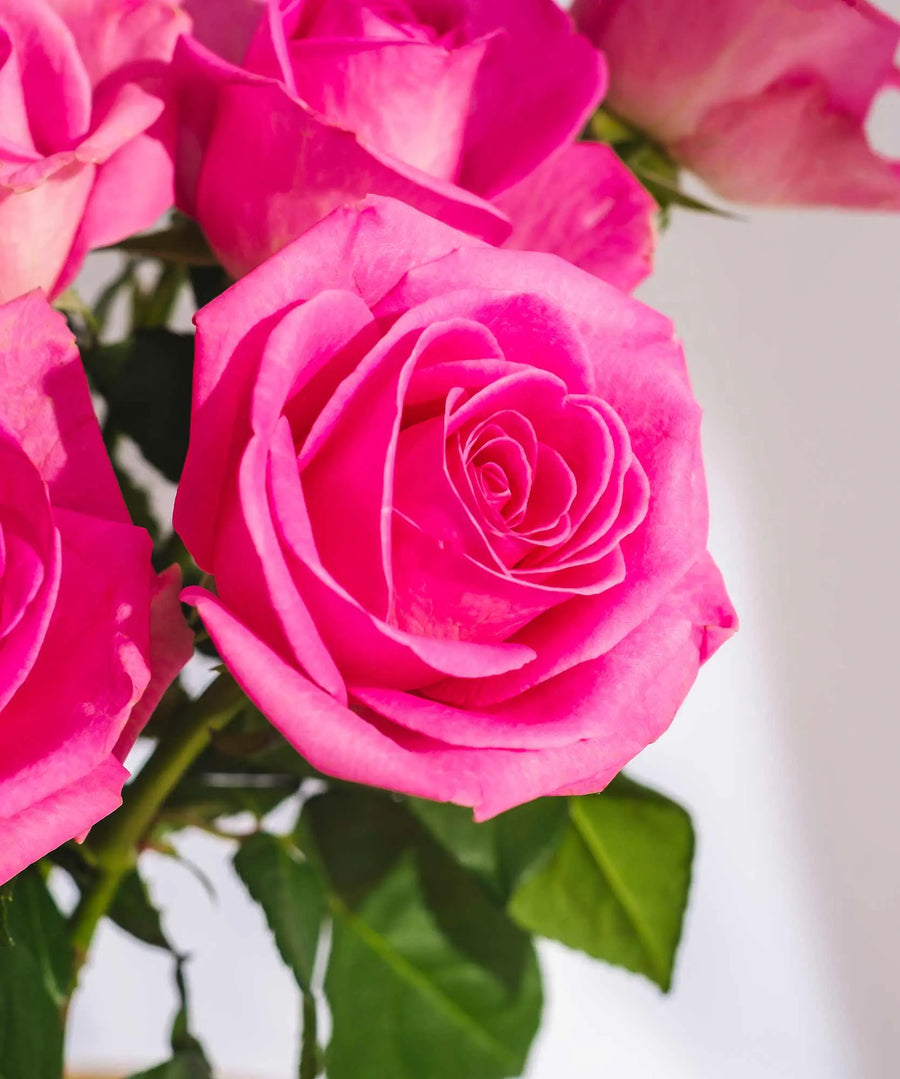 Pink Roses - Guernsey Flowers by Post