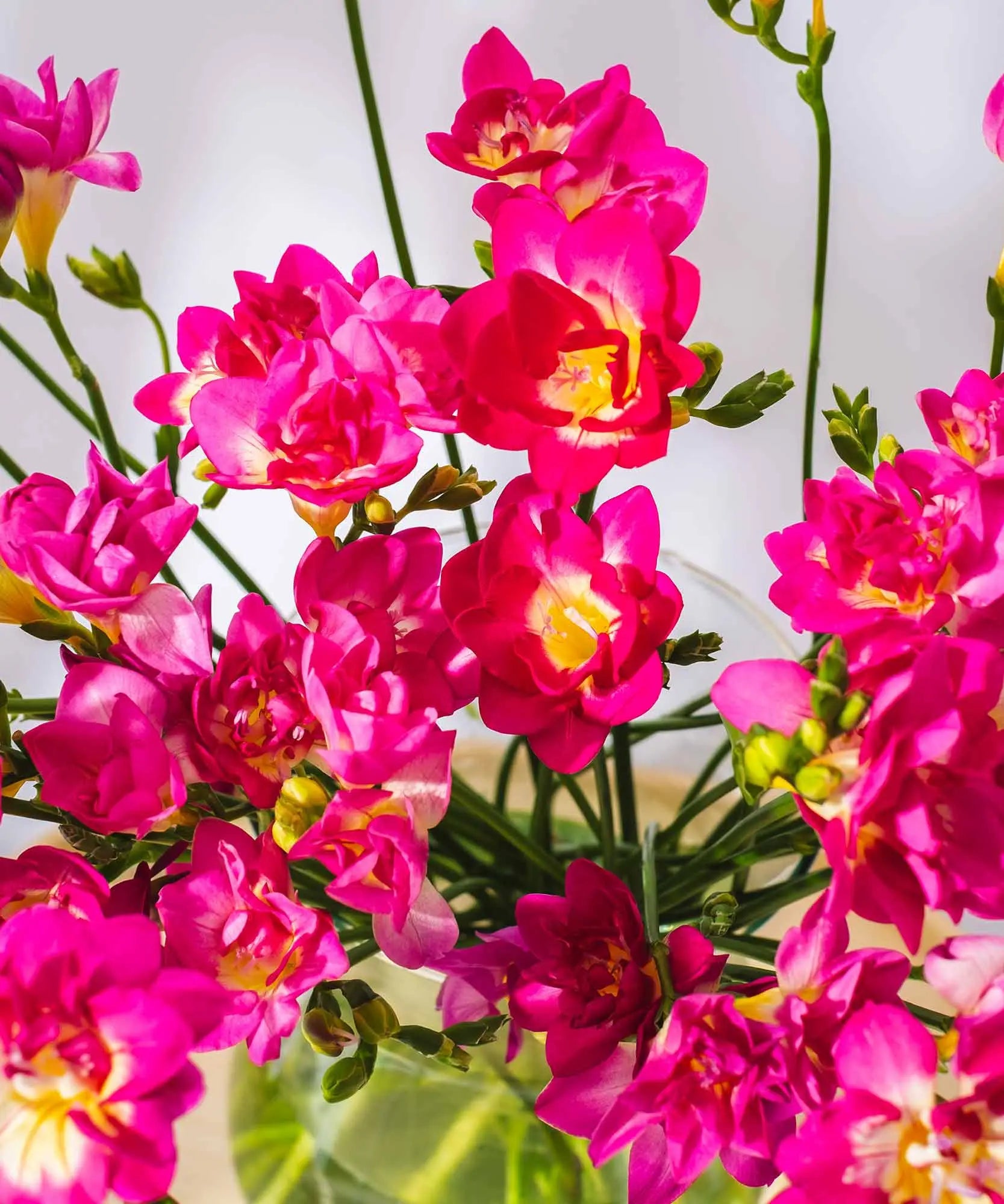 Dark Pink Long Stem Freesias by Post to London, UK, Channel Islands