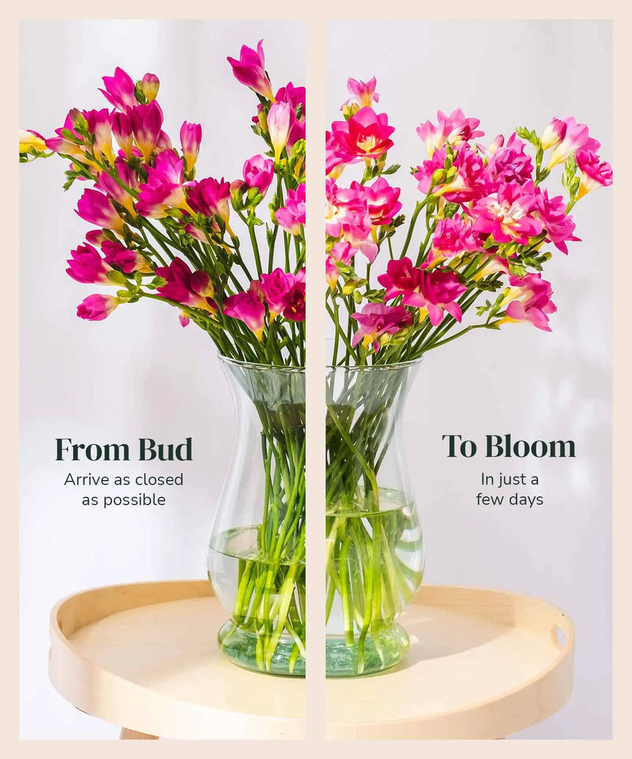 Purple Guernsey Long Stem Freesia Flowers - Guernsey Flowers by Post