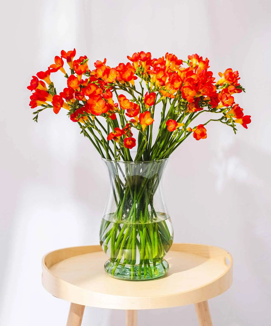 Red Guernsey Long Stem Freesia Flowers - Guernsey Flowers by Post