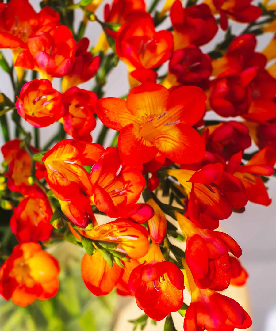 Red Guernsey Long Stem Freesia Flowers - Guernsey Flowers by Post