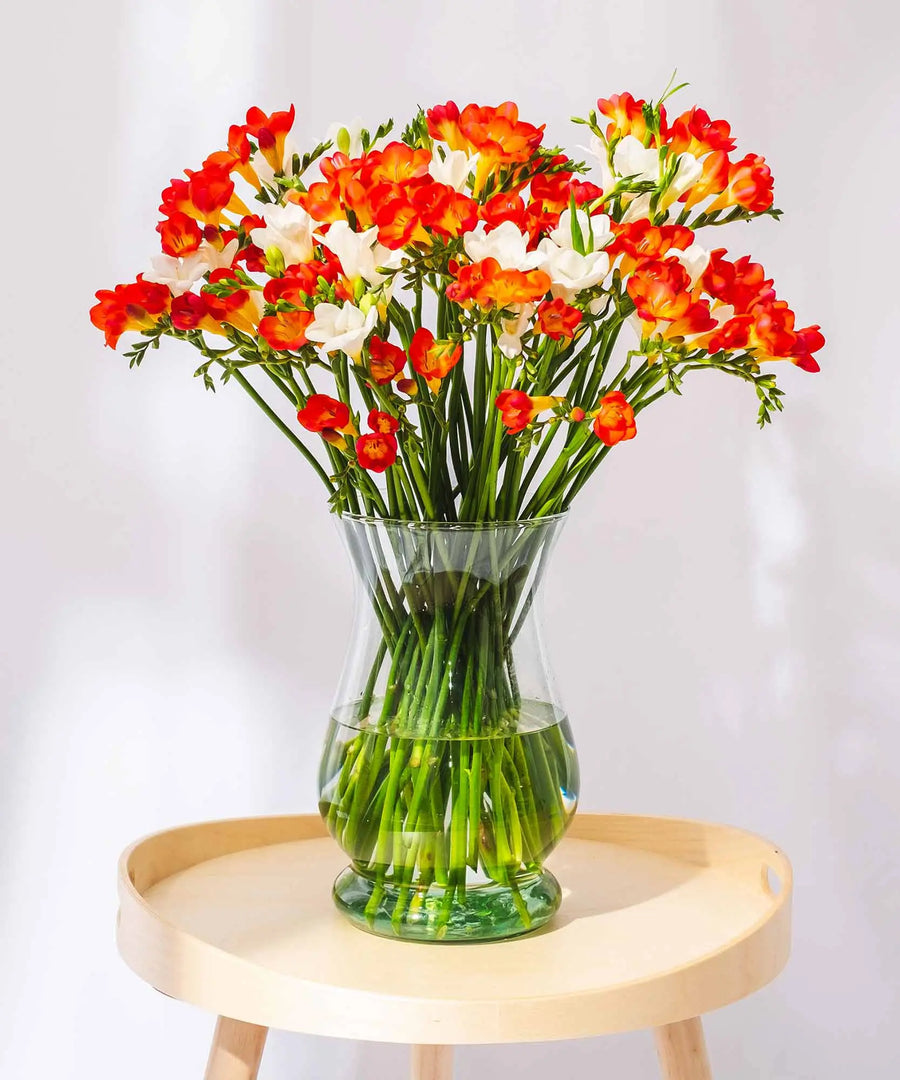 Red & White Guernsey Long Stem Freesia Flowers - Guernsey Flowers by Post