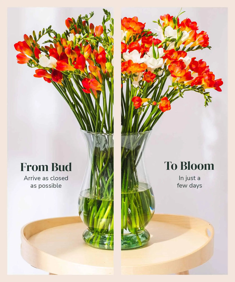 Red & White Guernsey Long Stem Freesia Flowers - Guernsey Flowers by Post