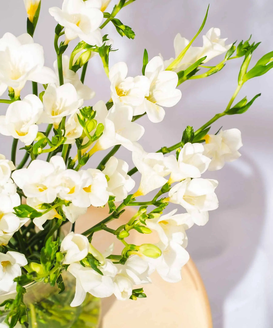 White Guernsey Long Stem Freesia Flowers - Guernsey Flowers by Post