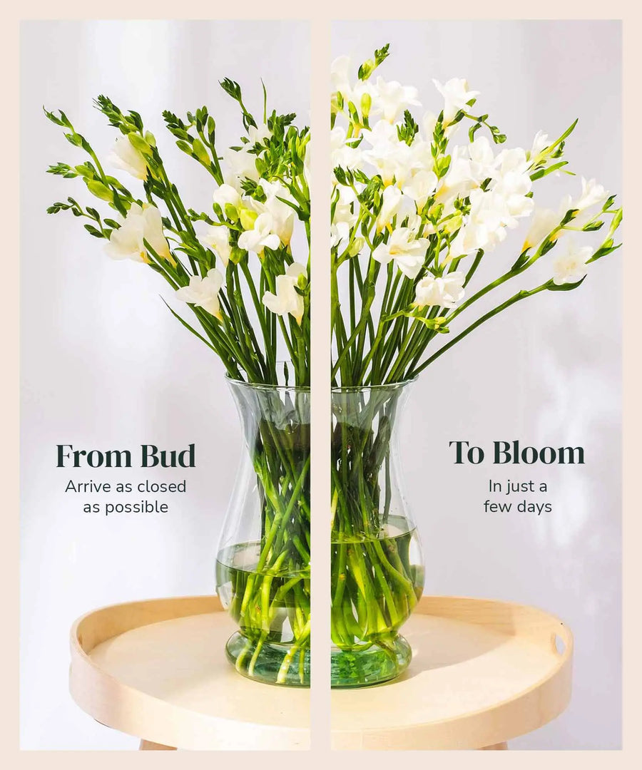 White Guernsey Long Stem Freesia Flowers - Guernsey Flowers by Post