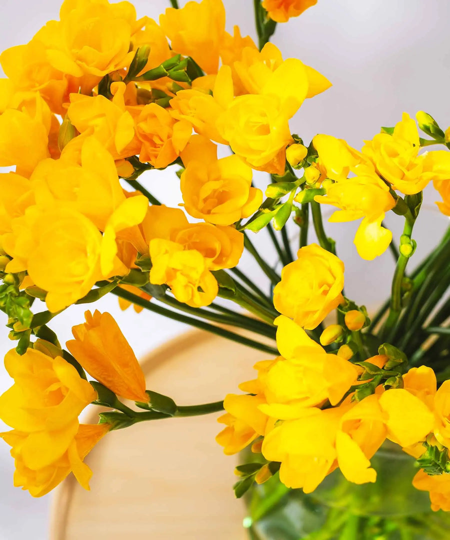 Yellow Guernsey Long Stem Freesia Flowers - Guernsey Flowers by Post