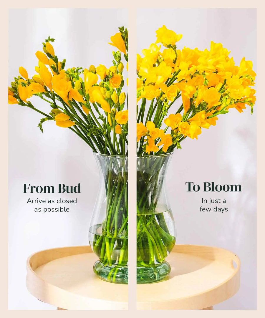 Yellow Guernsey Long Stem Freesia Flowers - Guernsey Flowers by Post