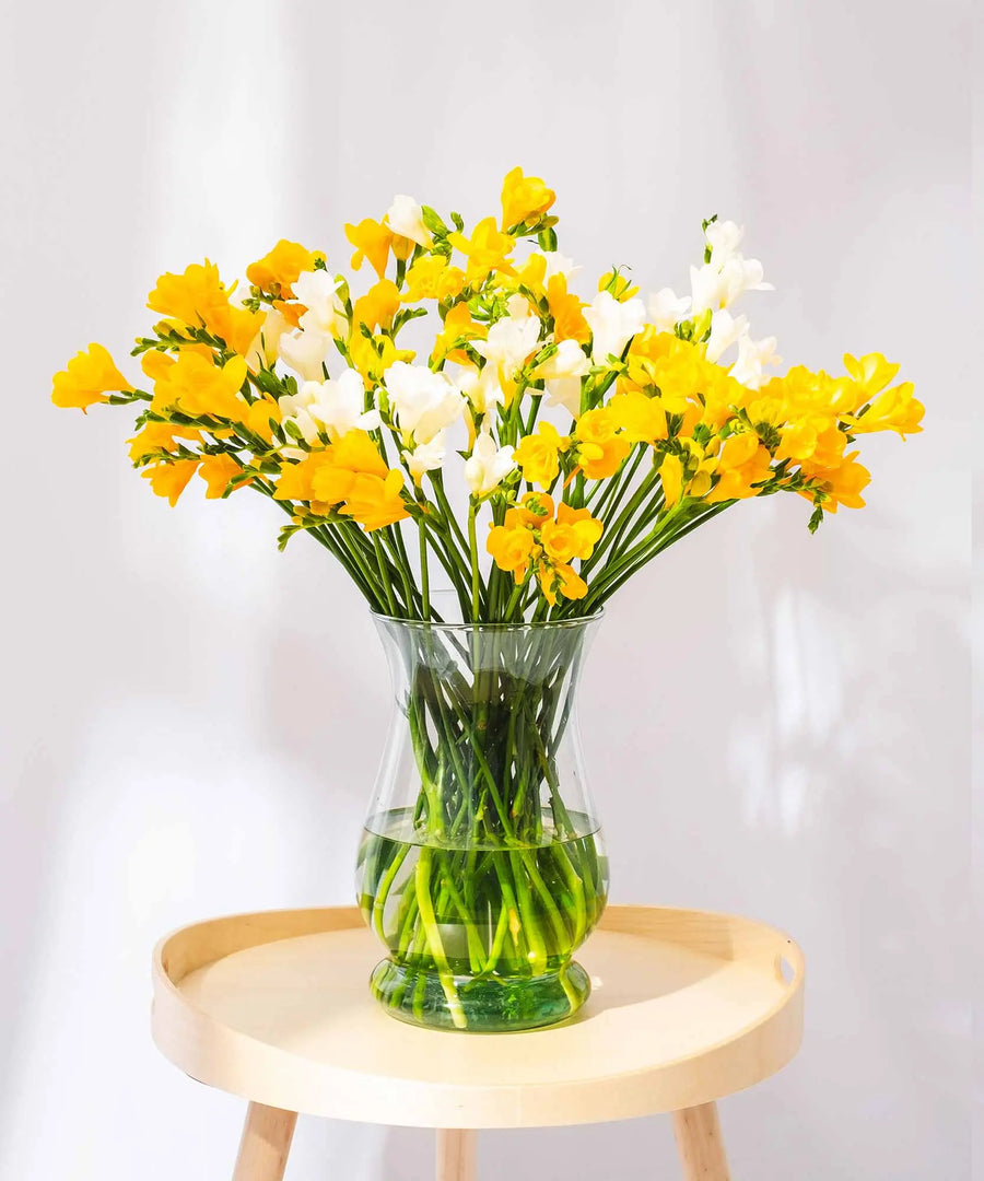 Yellow & White Scented Long Stem Freesia Flowers - Guernsey Flowers by Post