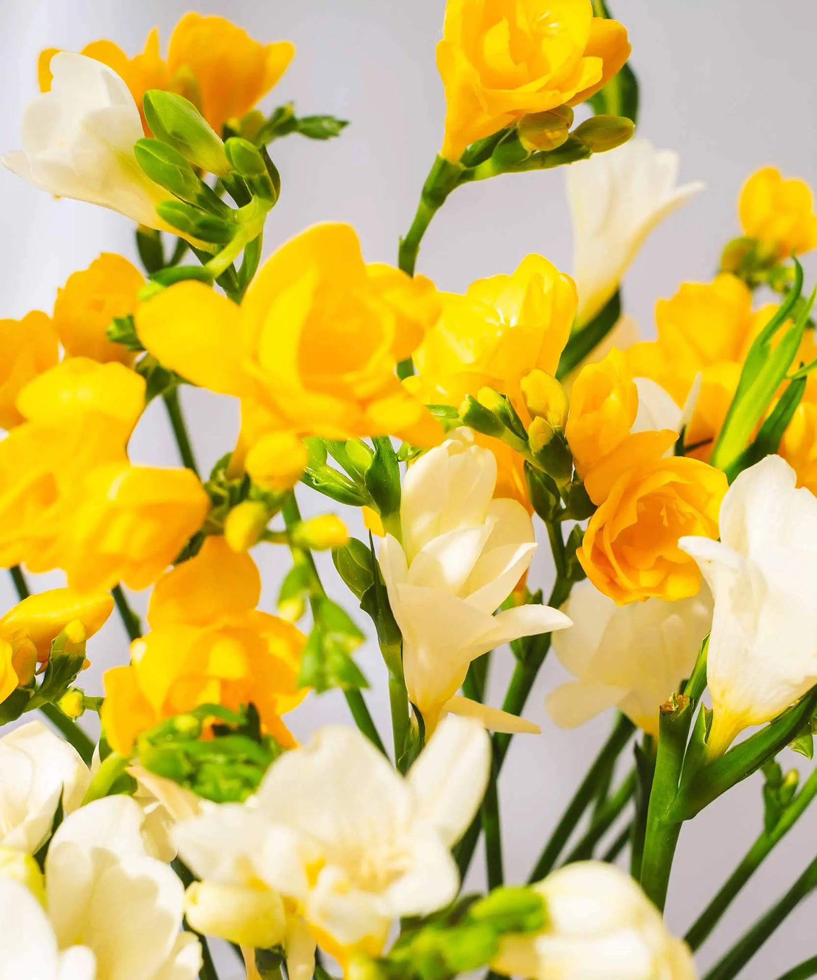 Yellow & White Long Stem Freesias by Post to London, UK, Channel