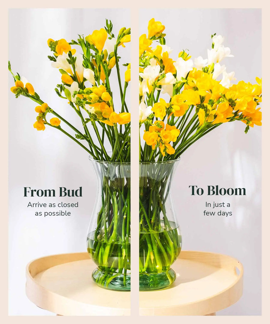 Yellow & White Scented Long Stem Freesia Flowers - Guernsey Flowers by Post