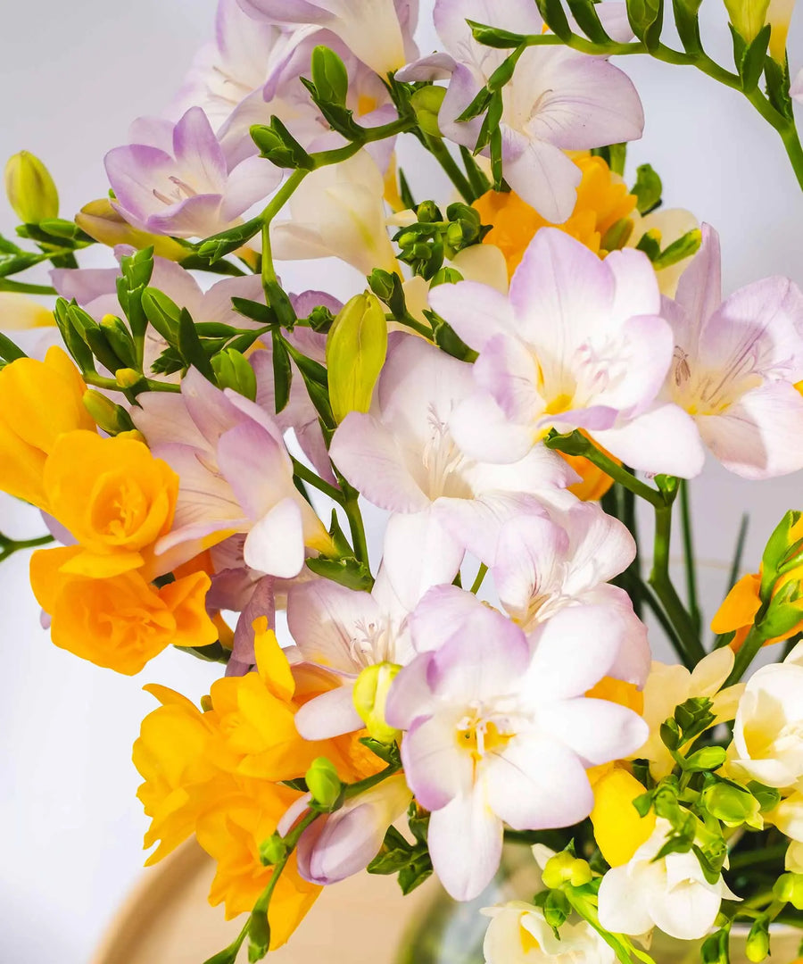 Yellow, Lilac & White Guernsey Long Stem Freesia Flowers - Guernsey Flowers by Post