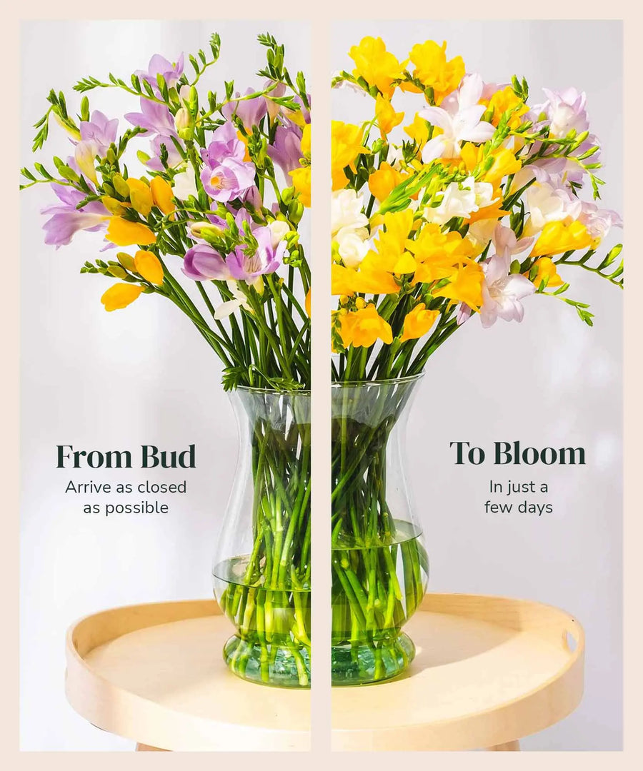 Yellow, Lilac & White Guernsey Long Stem Freesia Flowers - Guernsey Flowers by Post