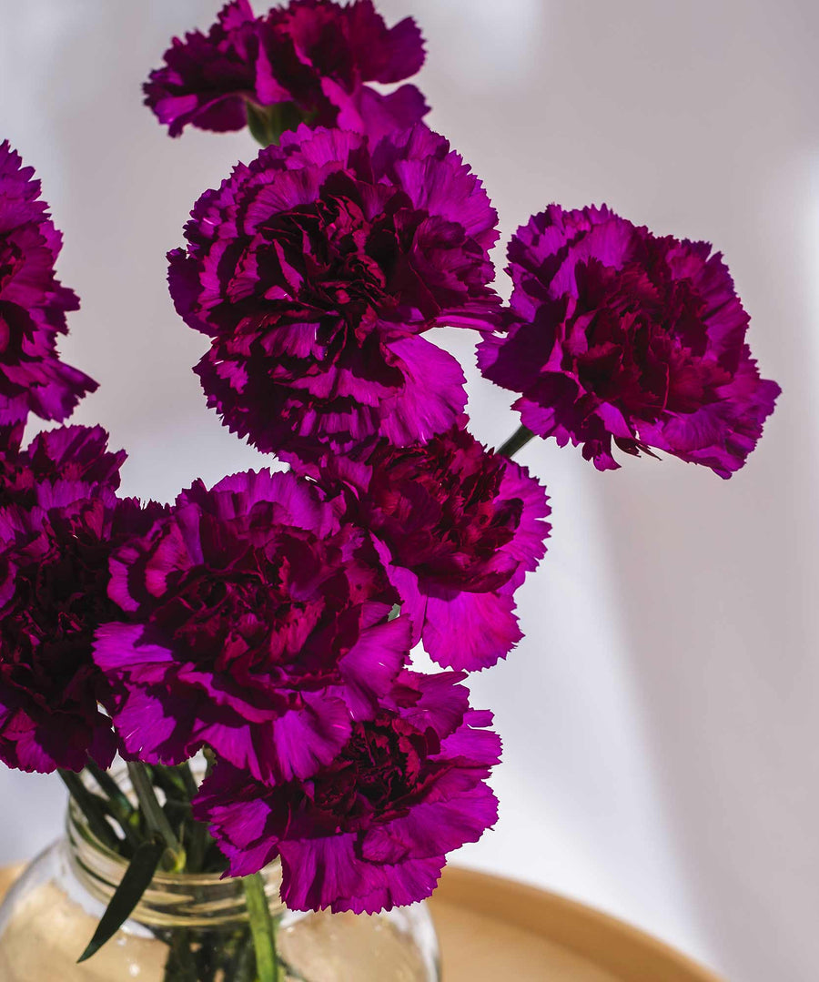 Dark Magenta Carnation Flowers - Guernsey Flowers by Post