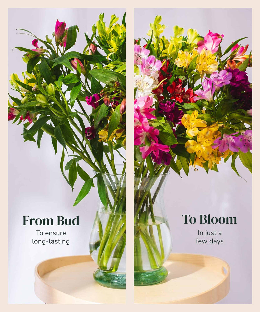 Ongoing Mixed Guernsey Alstroemeria Flower Subscription - Guernsey Flowers by Post