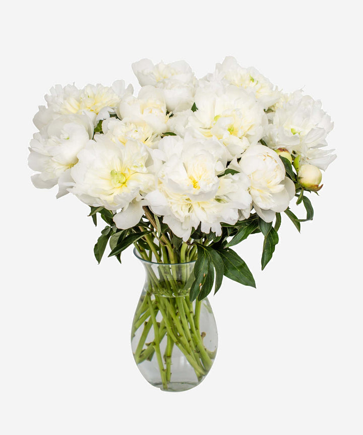 White Peonies Flower - Guernsey Flowers by Post
