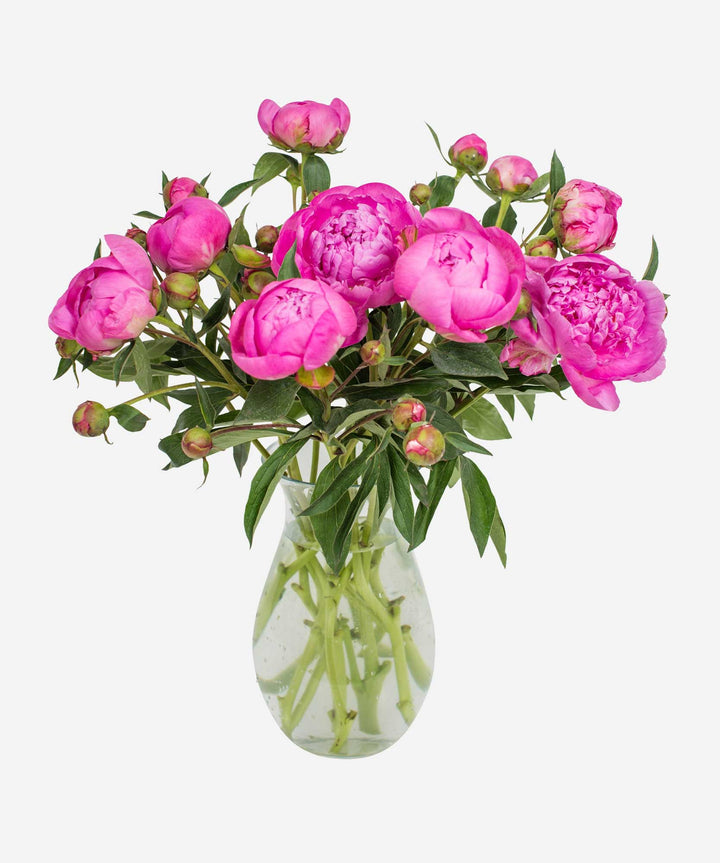 Bright Pink Peonies Flower - Guernsey Flowers by Post