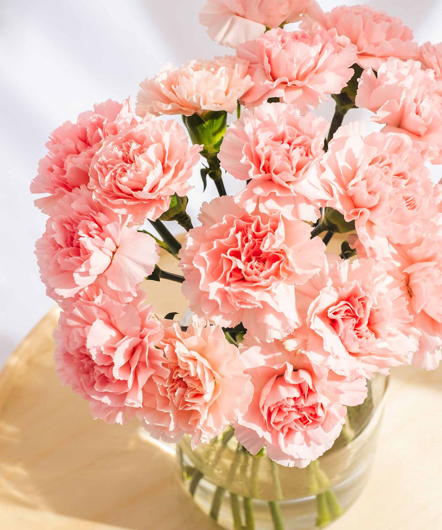 Pink Carnation Flowers - Guernsey Flowers by Post