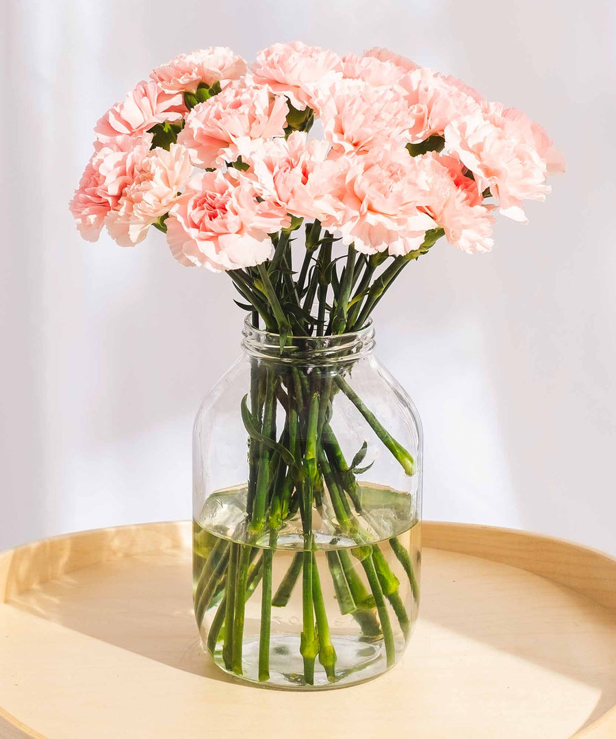 Pink Carnation Flowers - Guernsey Flowers by Post
