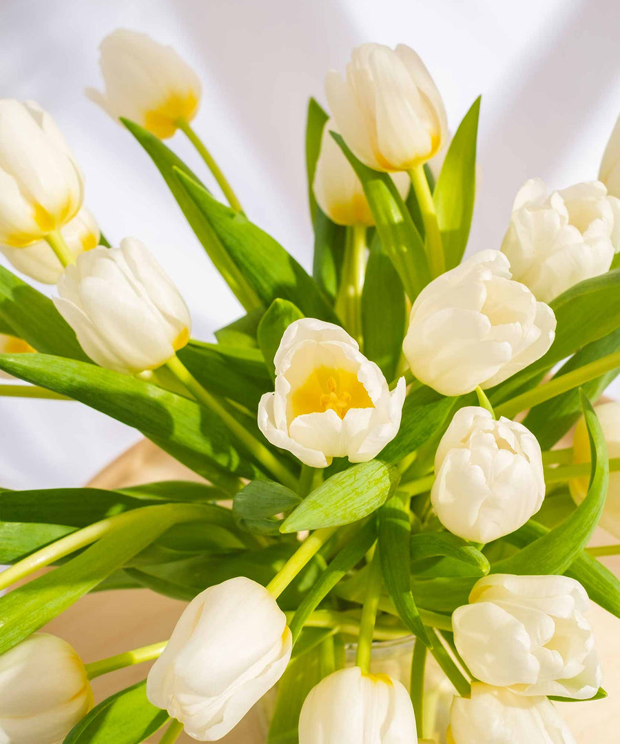 White Tulip Flowers - Guernsey Flowers by Post