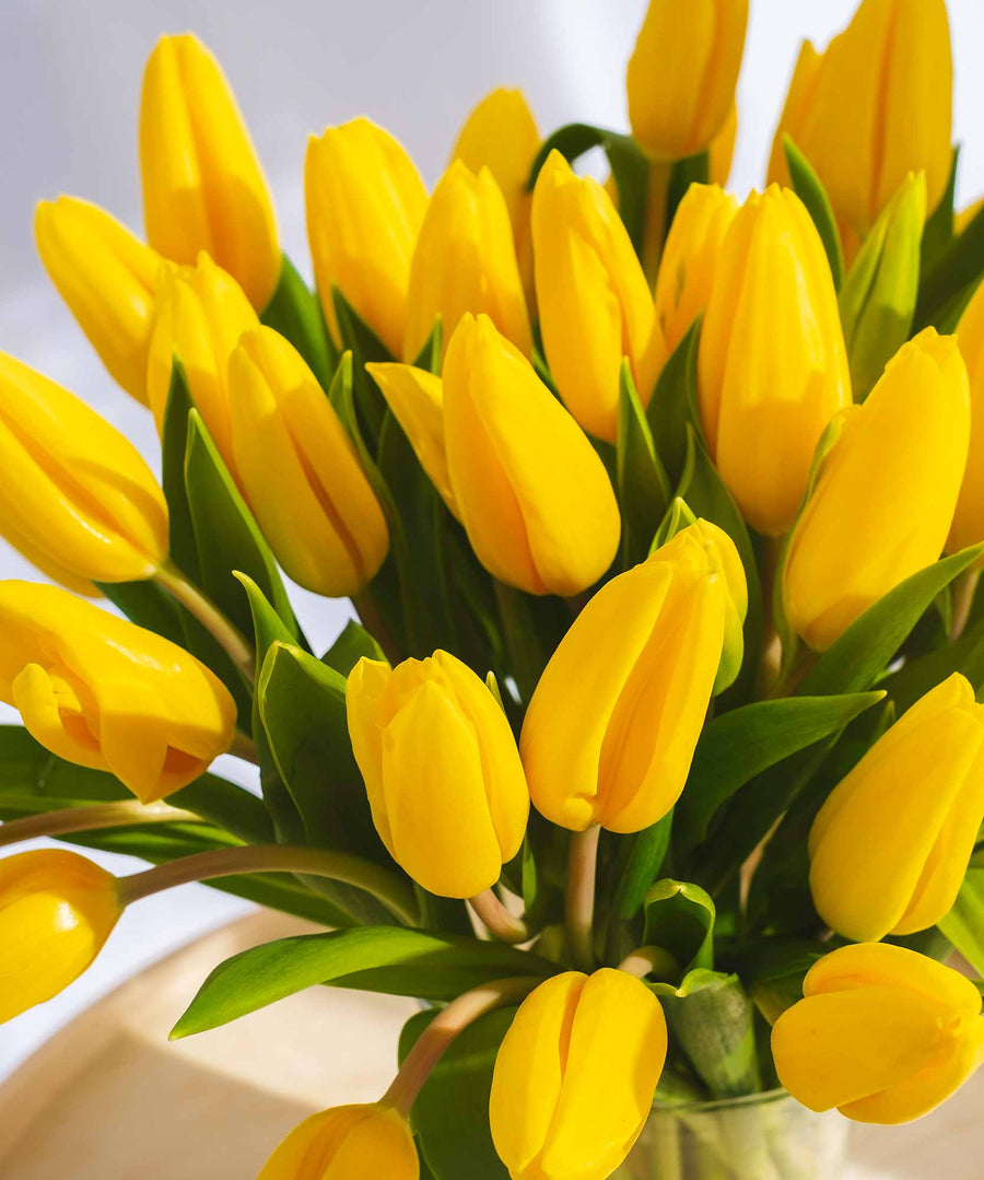 Yellow Tulip Flowers - Guernsey Flowers by Post